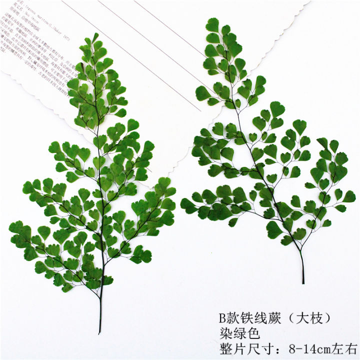 cod-เฟิร์นย้อมสีเขียวกับใบ-ตัวอย่างพืชใบจริง-ดอกไม้แห้งเปลือกนูนศัพท์มือถือ-ใบสติกเกอร์-christmas-gift