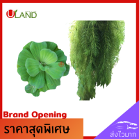 Uland ดอกจอก จอก 5 ดอก กับ สาหร่ายเต็มถุง คัดพิเศษดอกสวย พืชฟอกน้ำ บำบัดคุณภาพน้ำให้ดีขึ้น สามารถเป็นแหล่งอาหารที่หลบภัยให้กับสัตว์น้ำ