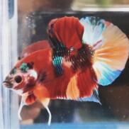 1 trống betta nemo