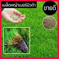 เมล็ดหญ้าเบอร์มิวด้า เมล็ด หญ้าเบอร์มิวด้า หญ้าเมอบิวด้า เมล็ดพันธุ์ Bermuda Grass Seed หญ้าสนามกอล์ฟ และ หญ้าสวน