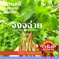 จิงจูฉ่าย ตัดสด 500g (500กรัม) ไร้สารเคมี ปลูกเเบบอินทรีย์ จิงจูฉ่ายปลอดสาร พร้อมทาน แบบใบก้าน