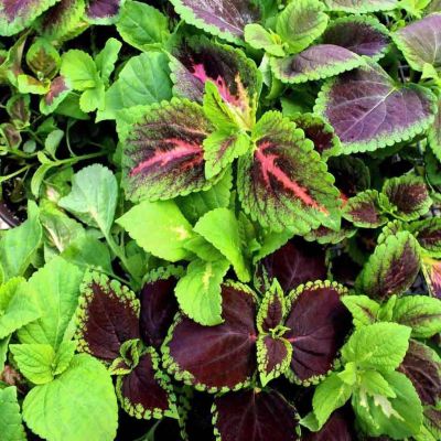 50 เมล็ด เมล็ดพันธุ์ Seeds Bonsai ฤาษีผสม Coleus Seed อัตราการงอก 80-90% มีคู่มือปลูก