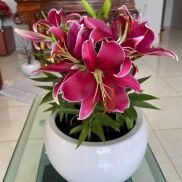 Củ ly lùn siêu to Hà Lan đủ màu siêu hoa tặng phân