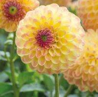 1 หัว/ออเดอร์ รักเร่ Dahlia Bulb สายพันธุ์ LAKELAND AUTUMN หัวรักเร่ ดอกไม้ หัวหน่อ เหง้า นำเข้า เนเธอร์แลน หัวสดใหม่