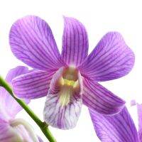 30 เมล็ดพันธุ์ เมล็ดกล้วยไม้ กล้วยไม้สกุลหวาย (Dendrobium) Orchid flower seeds อัตราการงอก 80-85%