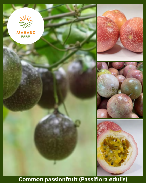 Mahanz Farm Common passionfruit (Passiflora edulis) Purple and Yellow