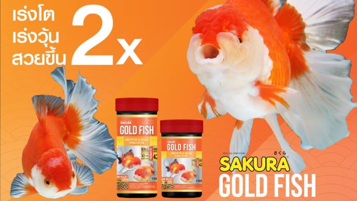 อาหารปลา-sakura-อาหารปลาทอง-สูตรพิเศษ-โปรตีนสูง
