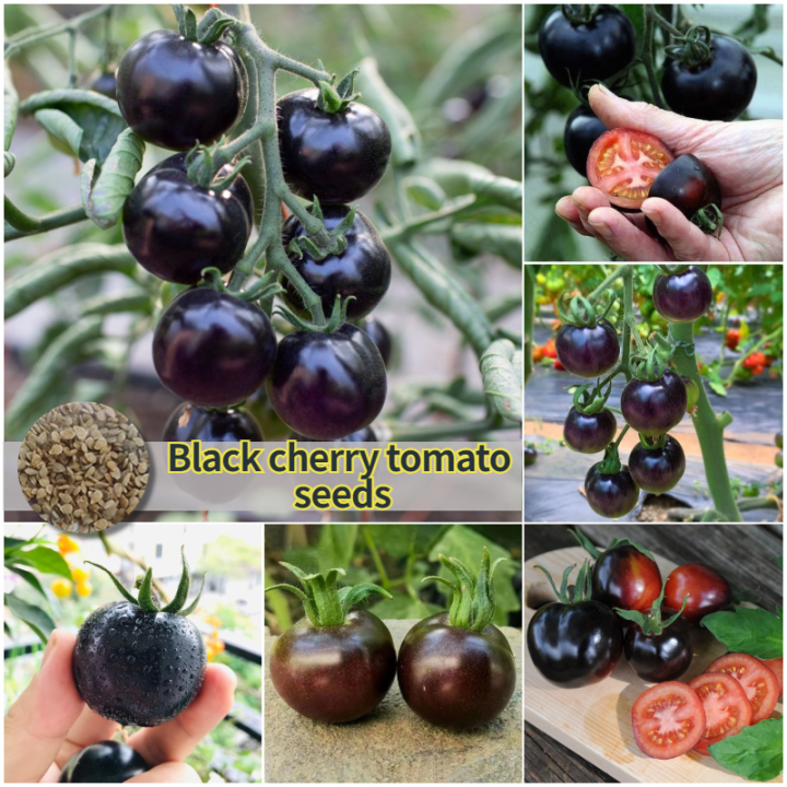 [Easy To Grow In The Philippines] 70pcs Rare Black Cherry Tomato Seeds ...