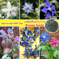 ปลูกง่าย เมล็ดพันธุ์ โบราจ Borage Seeds for Planting ดอกใบทานได้ (100-150 PCS/BAG) Bonsai Flower Plant Seed Colorful Flower Seeds บอนสี เมล็ดบอนสี บอนสีแปลกๆถูกๆ ต้นไม้มงคลสวยๆ บอนสีหายาก บอลสีชนิดต่างๆ ต้นไม้ฟอกอากาศ เมล็ดดอกไม้  รับประกันสายพันธุ์แท้