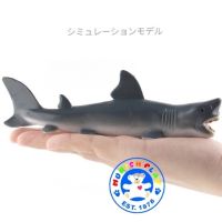 Munich Play - โมเดล White Shark  ปลาฉลาม ขาว ขนาด 17.00 CM (จากหาดใหญ่)