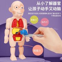The structural model of the human body can hurt children science and education early childhood educational toys furnishing articles internal assembly anatomical organ medicine