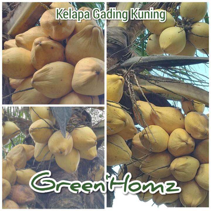 Buah Kelapa Gading Kuning Lazada Indonesia