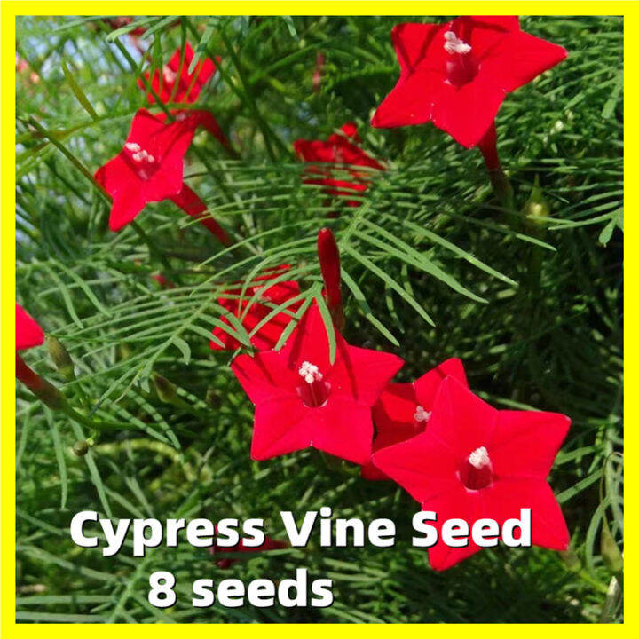 Cypress Vine Seeds High Germination 8 Seeds Climbing Cypress Vine