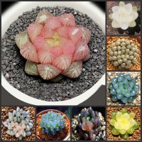 【cw】 10PCS quot; Haworthia Cooperi Semillas ！