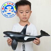 Munich Play - โมเดล Whale ปลาวาฬ เพชรฆาต ออสก้า ขนาด 42.00 CM แบบนิ่ม (จากหาดใหญ่)