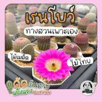 ต้นเรนโบว์ - ไม้เพาะในไทย (Echinocereus Rigidissimus) ไม้เพาะเมล็ด - ต้นกระบองเพชร ราคาถูก?ต้นแคคตัส?