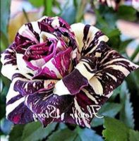 30 เมล็ดพันธุ์ Garden Seed กุหลาบ สตาร์แอนด์สไตร้พส์ Stripes Rose Seeds สี ขาว-ม่วง ดอกใหญ่ สินค้านำเข้า