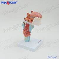 The mouthpiece tooth head laryngeal cartilage thyroid tongue throat anatomical model AIDS ent medical organs