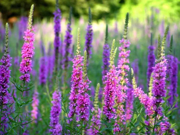 เมล็ดพันธุ์-เพอเพิ่ล-ลูสสไตร้ฟ-lythrum-salicaria-purple-loosestrife-1000-เมล็ด-เมล็ดพันธุ์นำเข้าจาก-อังกฤษ