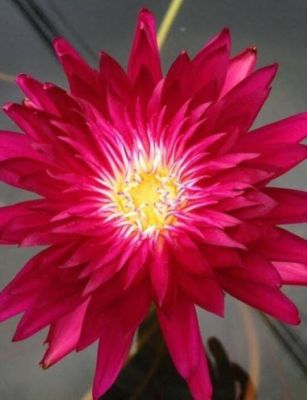 100 เมล็ด เมล็ดบัว ดอกสีแดง เข้ม ดอกเล็ก พันธุ์แคระ จิ๋ว  ของแท้ 100% เมล็ดพันธุ์บัวดอกบัว ปลูกบัว เม็ดบัว สวนบัว บัวอ่าง Lotus Waterlily seed