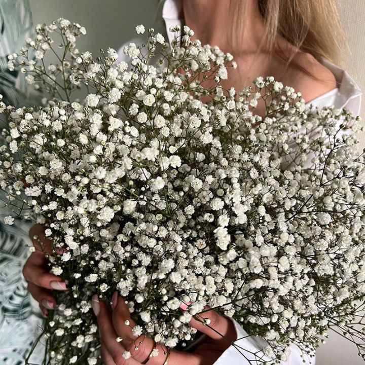 Wholesale Natural Preserved Dry Gypsophila Plants Dried Flowers Baby′ S  Breath for Wedding Home Decor - China Preserved Babysbreath and Preserved  Gypsophila price