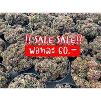 ( Promotion+++) คุ้มที่สุด พิเศษ! ยกพอท LB HYB + Gymnocalycium คุ้มที่สุด ราคาดี พรรณ ไม้ น้ำ พรรณ ไม้ ทุก ชนิด พรรณ ไม้ น้ำ สวยงาม พรรณ ไม้ มงคล