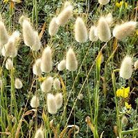 200 เมล็ด เมล็ดหญ้าหางกระต่าย Bunny Tails Grass เมล็ดพันธุ์นำเข้า ต้นไม้และเมล็ดพันธุ์ เมล็ดพันธุ์พืช หญ้าหางกระต่าย หญ้าประดับ