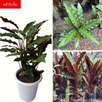 ต้นคล้าริบบิ้น Calathea rufibarba , คล้าริบบิ้นยักษ์ ChayTongAong