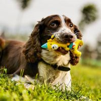 【YF】▫  Dog Squeak Soft Rubber Chew Catch and for Small to Medium Pets - Circus