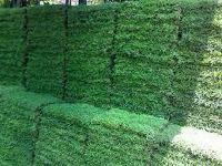 1 กิโลกรัม เมล็ดหญ้านวลน้อย Manila Grass ราคาถูก หญ้าปูสนาม สนามหญ้า พืชตระกูลหญ้า เมล็ดพันธ์หญ้า ปูหญ้า ปูสนาม ชนิดหญ้า สนามหญ้าและสวน