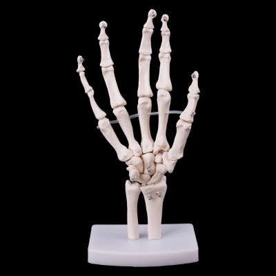 * Hand Joint Anatomical Skeleton Model Medical Anatomy Study Tool Life Size