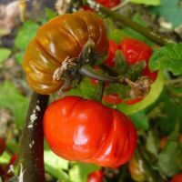 20 เมล็ดพันธุ์ Plant Seeds เมล็ด มะเขือพวง มะเขือเปราะ สีแดง RED RUFFLED Eggplant Seed อัตราการงอก 80-85%.