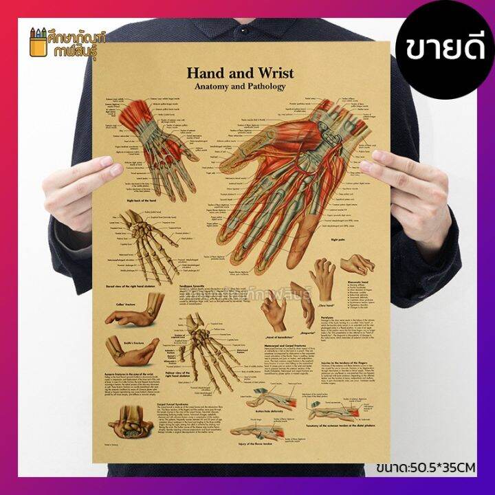 มือ และ ข้อมือ Hand and Wrist anatomy ร่างกายมนุษย์ ภาพโปสเตอร์ สไตล์ ...