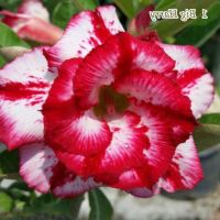 12 เมล็ด เมล็ดพันธุ์ ชวนชม สายพันธุ์ไต้หวัน ดอกซ้อน Adenium Seeds กุหลาบทะเลทราย Bonsai Desert Rose ราชินีบอนไซ อัตรางอกสูง 70-80%