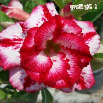 12 เมล็ด เมล็ดพันธุ์ Seeds Bonsai ชวนชม สายพันธุ์ไต้หวัน ดอกซ้อน Adenium Seed กุหลาบทะเลทราย Desert Rose ราชินีบอนไซ อัตราการงอก 80-90% มีคู่มือปลูก