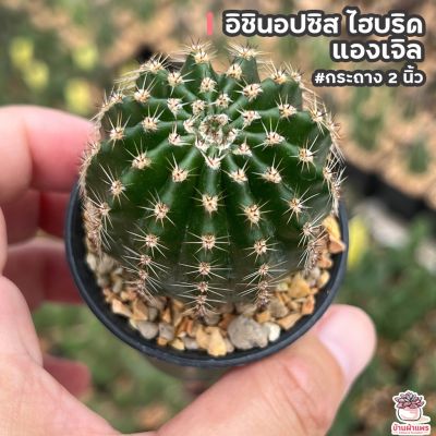 HOT** อิชินอปซิส ไฮบริด แองเจิล #กระถาง 2 นิ้ว Echinopsis แคคตัส เพชร cactus&amp;succulent ส่งด่วน พรรณ ไม้ น้ำ พรรณ ไม้ ทุก ชนิด พรรณ ไม้ น้ำ สวยงาม พรรณ ไม้ มงคล