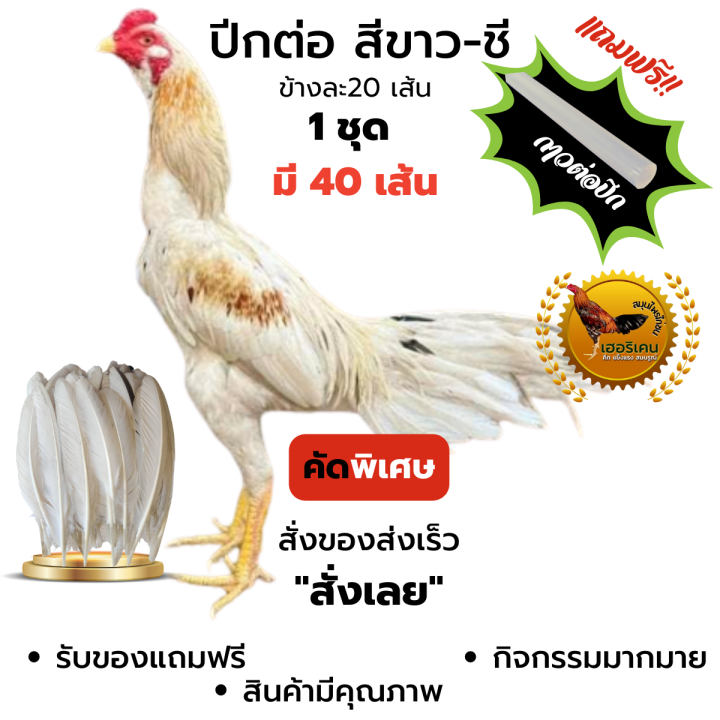 ปีกต่อไก่ชนไม่เปาะ-ปีกแข็งแรง-ปีกไก่ชน-1ชุดมี-40เส้น-ขาว-สา-ดู่-กรด-หม่น-ดอก-คัดพิเศษ-ทุกเส้น