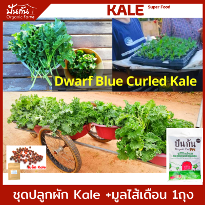 ชุดปลูก ผักเคล [เมล็ดพันธุ์ Kale 70 เมล็ด+คู่มือปลูก+มูลไส้เดือน950g.] เมล็ดพันธุ์ผัก คะน้าใบหยิก, ผักสวนครัว เคลอินทรีย์ ปลูกผัก Organic ทานเอง ไม่ยากแค่ทำตามคู่มือ, [Curly Leaf Kale] เพาะง่าย งอกดี คุณภาพสูง Super Food, อาหารต้านโรค, วิตามินซี สูง