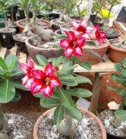 2 เมล็ด เมล็ดพันธุ์ ชวนชม สายพันธุ์ Hana สีแดง Bonsai Desert Rose Adenium Seed กุหลาบทะเลทราย ราชินีทะเลทราย บอนไซ มีคู่มือปลูก