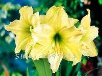 【☊HOT☊】 guan28558181417047 หลอดไฟ2หลอด Amaryllis หลอดฮิปปี้แท้ดอกไม้ Barbados ลิลลี่กระถางระเบียงสวนพืชในบ้านกระเปาะ