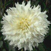 1 เหง้า/ชุุด รักเร่ Dahlia Bulb สายพันธุ์ Hakuyou หัวรักเร่ ดอกไม้ ดอกรักเร่ เหง้า นำเข้า ยุโรป หัวสดใหม่ ผ่านการแช่เย็นแล้ว