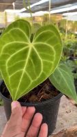 โปรโมชั่น++ หน้าวัวหัวใจลาย ใบกำมะหยี่ Anthurium Clarinervium ราคาดี ต้นไม้ ฟอก อากาศ กระถาง ต้นไม้ ไม้ ประดับ ต้นไม้ ปลูก ใน บ้าน