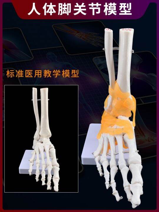 human-body-joints-bone-elbow-wrist-ankle-bone-shoulder-knees-hip-bone-attached-to-the-ligament-of-medical-teaching-toys-model