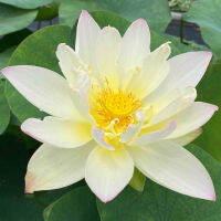 5 เมล็ดพันธุ์ บัว สายพันธุ์ Green Maiden Lotus สีเหลือง นำเข้าจาก อเมริกา เพาะปลูกและเก็บเมล็ดในไทย ขยายพันธุ์ในไทยได้