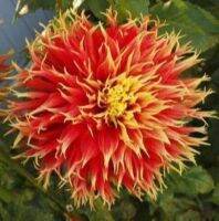 1 หัว/ออเดอร์ รักเร่ Dahlia Bulbs สายพันธุ์ Dah.Show N Tell หัวรักเร่ ดอกไม้ หัวหน่อ นำเข้า เหง้า เนเธอร์แลน หัวสดใหม่