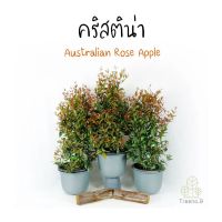 โปรดีล คุ้มค่า T402 คริสติน่า (Australian Rose ) กระถาง 10 นิ้ว สูง 70-80 cm ไม้ประดับมงคล หรือต้นพุทธบูชา ปลูกเป็นรั้วสวยงาม ของพร้อมส่ง พรรณ ไม้ น้ำ พรรณ ไม้ ทุก ชนิด พรรณ ไม้ น้ำ สวยงาม พรรณ ไม้ มงคล