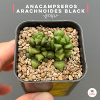 ลูกชุบ Anacampseros arachnoides black ไม้อวบน้ำ กุหลาบหิน แคคตัส กระบองเพชร cactus&amp;succulent