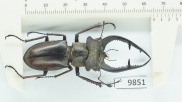 bọ cánh cứng , côn trùng lucanus.lucanide tại miền bắc việt nam 9851