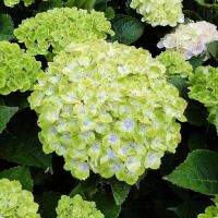 20 เมล็ด เมล็ดไฮเดรนเจีย Hydrangea Seeds สีเขียว ไฮเดรนเยียสายพันธุ์ฝรั่งเศส ของแท้ 100% อัตราการงอกสูง 70-80% มีคู่มือปลูก ปลูกในกระถางได้