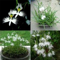 20 เมล็ดกล้วยไม้ Japanese Radiata Seeds White Egret Orchid Seeds กล้วยไม้นกกระยางขาว อัตราการงอก 80-85%